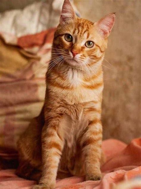 Pretty Orange Tabby With Images Orange Tabby Cats Orange Cats