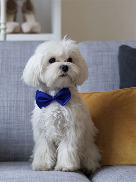 DSC_0046 | Maltese haircut, Maltese dogs haircuts, Dog haircuts