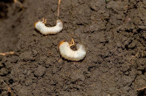 How To Stop Grubs In Your Lawn