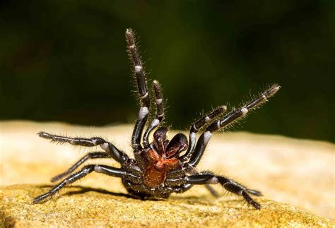 12 Most Venomous Spiders In The World Wildlife Explained