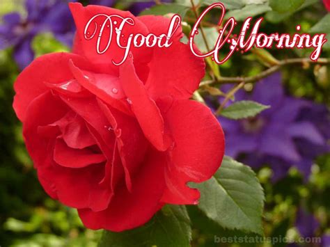Complete Collection Of Over 999 Good Morning Images With Beautiful Rose Flowers Stunning Full