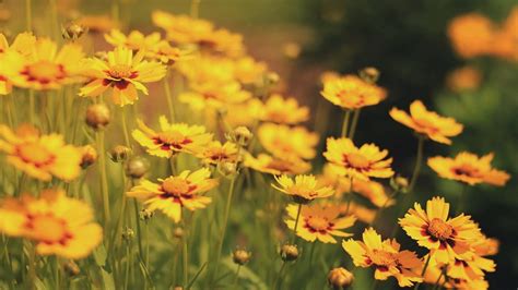 Aesthetic Yellow Flowers Hd Ideas Mdqahtani