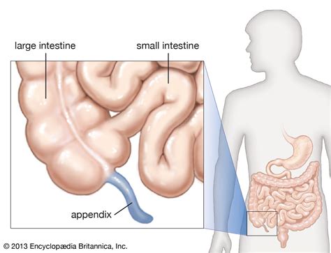 Appendix Definition Location Function And Facts Britannica