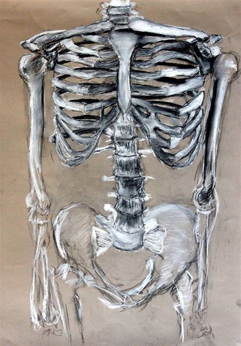 Image Result For Skeletons Art Project Gcse Skeleton Art Skeleton Drawings Anatomy Art