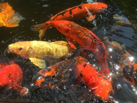 Free Images Pond Colorful Fish Koi Carp Marine Biology 3264x2448