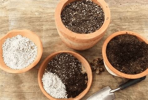 How To Make Your Own Succulent Potting Soil The Garden