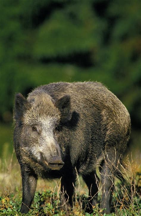 Wild Boar Sus Scrofa Stock Image Image Of Herbivore 196311609