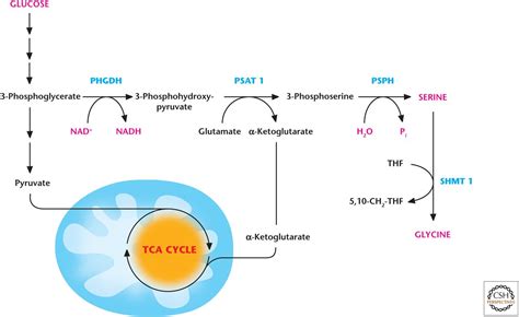 Amino Acid Metabolism