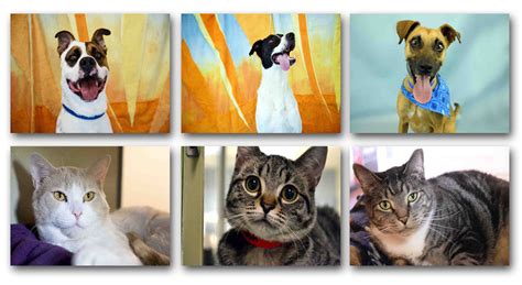 The wisconsin humane society (whs) is a private nonprofit organization whose mission is to build a community where people value animals and treat them with respect and kindness. Humane Society Broward County Holds Summer Splash Adoption ...