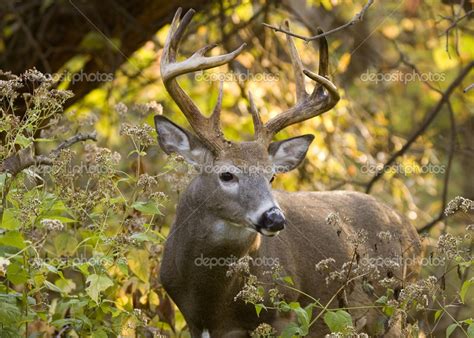 Buck Whitetail Deer — Stock Photo © Brm1949 1989399