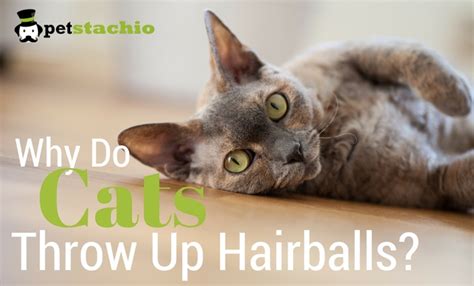 People food can be too rich and cause stomach upset. Why Do Cats Throw Up Hairballs? - Petstachio - Answering ...