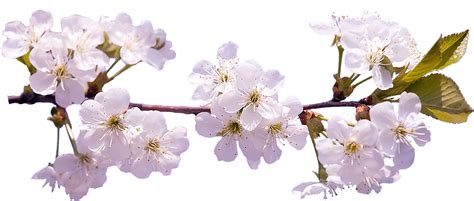 White Cherry Blossom Tree Png Bremmatic White Cherry Blossom Branch