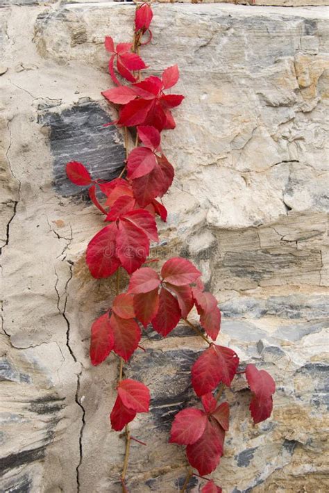 Autumn Red Leaves Vines Stock Photo Image 46409672