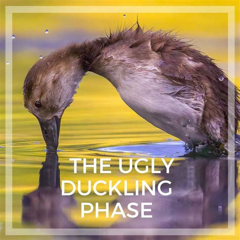 The Ugly Duckling Phase Denise Litchfield Clairvoyant