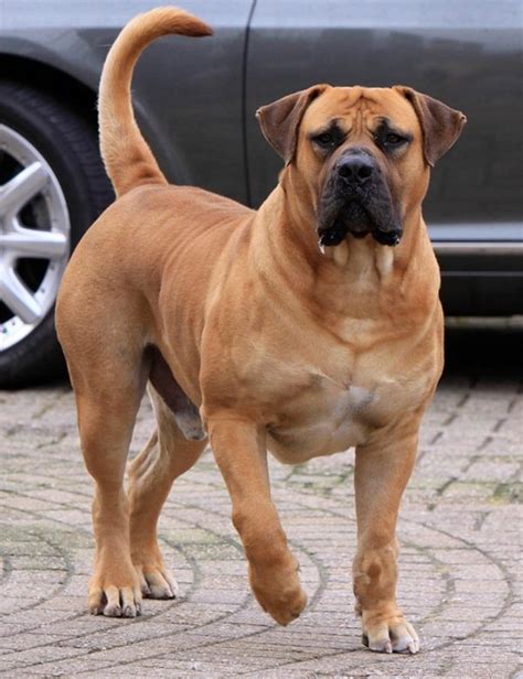 20 Strongest Breed Of Dogs In The World