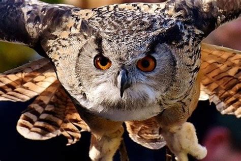 Why Do Owls Have Big Eyes Bird Informer