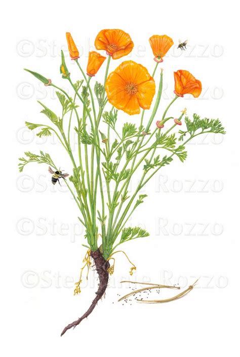 Stephanie Rozzo Illustration: California Poppy