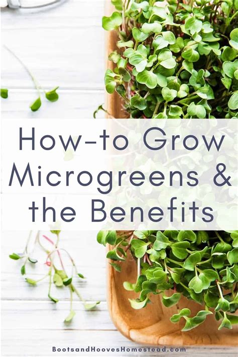 How To Grow Microgreens Indoors Boots And Hooves Homestead