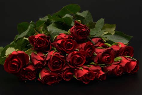 картинки цветок лепесток люблю Роза Красный Романтика