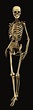 Human Skeleton | Bryan Brandenburg Official