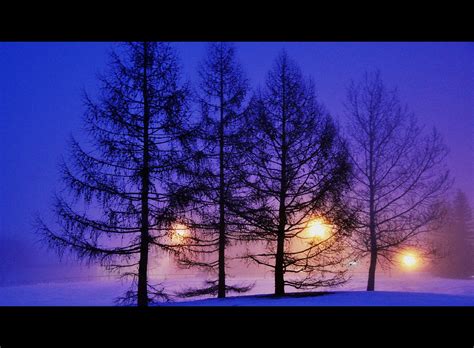 Wallpaper Sunlight Trees Lights Night Reflection Snow Winter