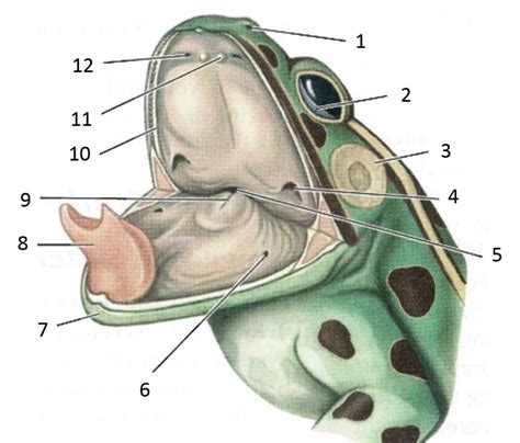 Frog Mouth Diagram Part 1 Diagram Quizlet