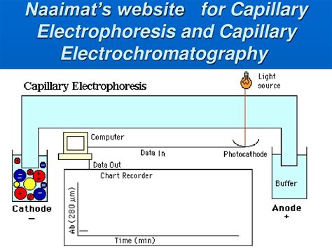 Ppt Capillary Electrophoresis And Capillary Electrochromatography