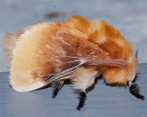 Southern Flannel Moth Tumblr Gallery