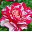 Striped Rose Seeds 100pcs Plants Exotic Roses Flowers For Home Garden