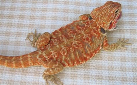 15 Awesome Bearded Dragon Morphs With Pictures Species