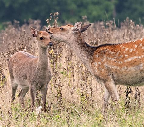 Female Sika Deer Doe Cervus Nippon Shows Affection To J Flickr