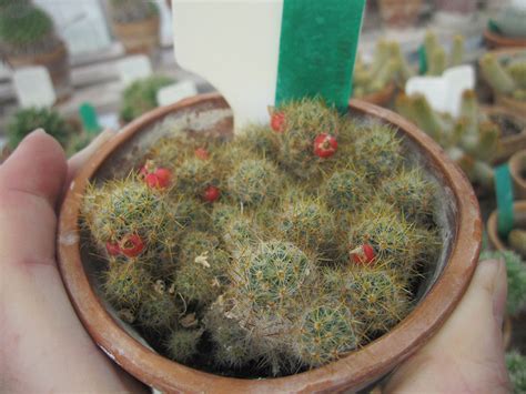 No san pedro id requests, too often they result in poaching or stealing of cacti. Mammillaria Plant Care Tips: The Ultimate Guide