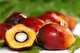 Images of Oil Palm Or Palm Oil