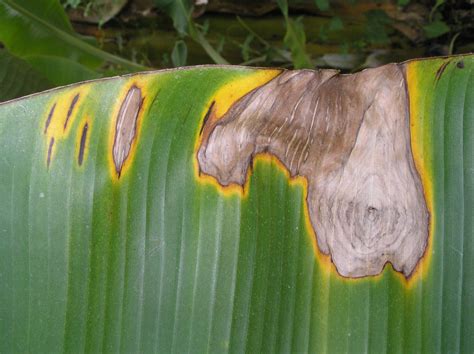 I have lost alot of nanners too this. Cordana Leaf Spot in Banana - Barmac Pty Ltd