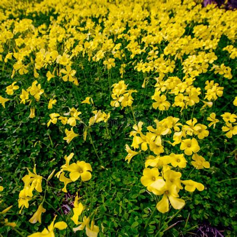 Yellow Flowers In The Garden Stock Image Image Of Scene Flora 85719213