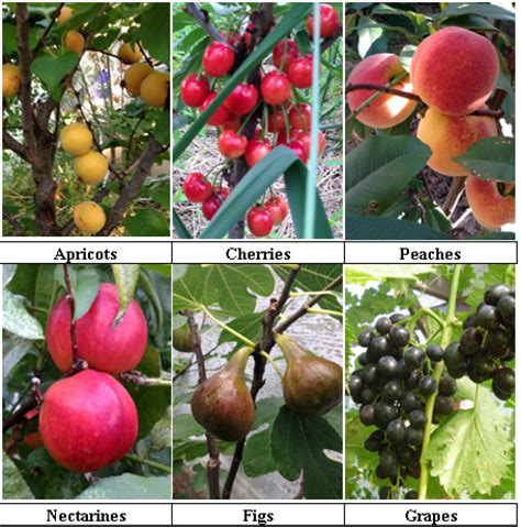 FRUITS WITHOUT BORDERS - Growing organic fruits beyond cold climate ...