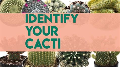 Cacti Identifications Names Of Cacti 30 Youtube In 2021 Cactus