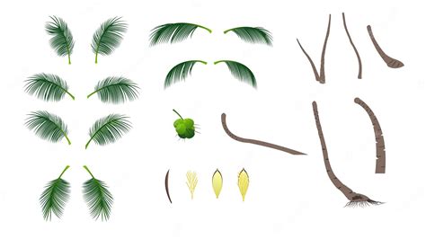 Coconut Palm Tree Parts