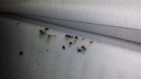 The Truth About Bed Bugs And How To Deal While Traveling Her