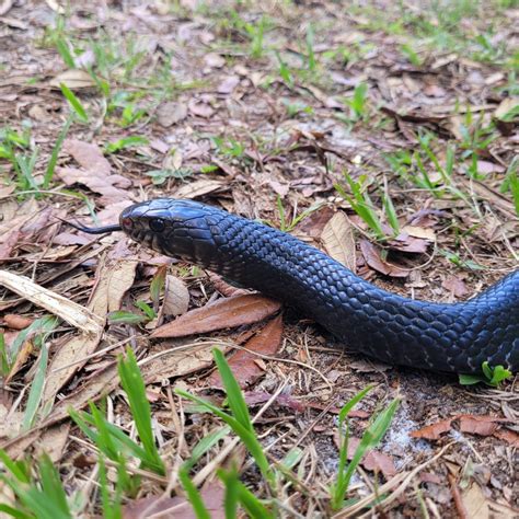 12 Eastern Indigo Snakes Released In Northern Florida Reptiles Magazine