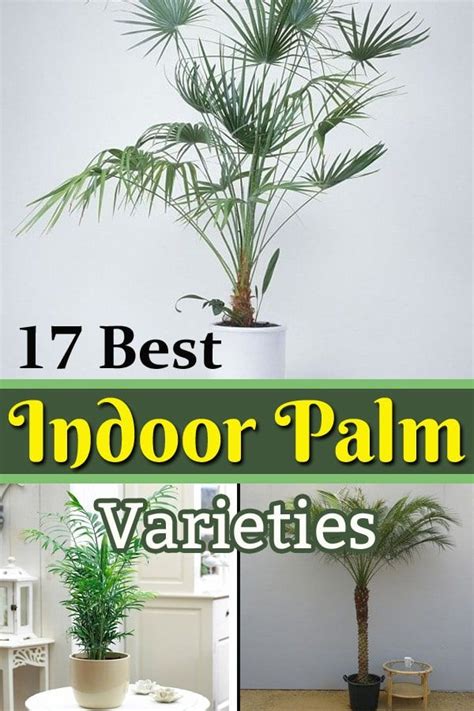 Learn About 17 Types Of Indoor Palm Plants To Make Your Living Space