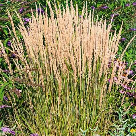 Feather Reed Grass Ornamental Perennial Grasses