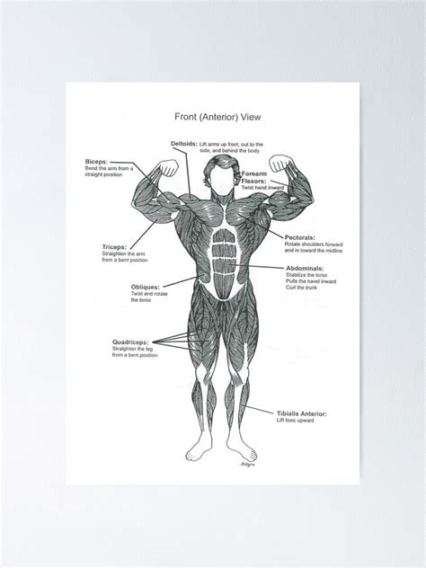 Anatomy Diagram Muscle Chart Front Poster For Sale By