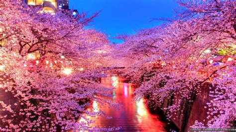 Japan Sakura Night 94314 Hd Wallpaper And Backgrounds Download