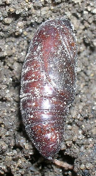 Another Type Of Soil Pupa Bugguidenet