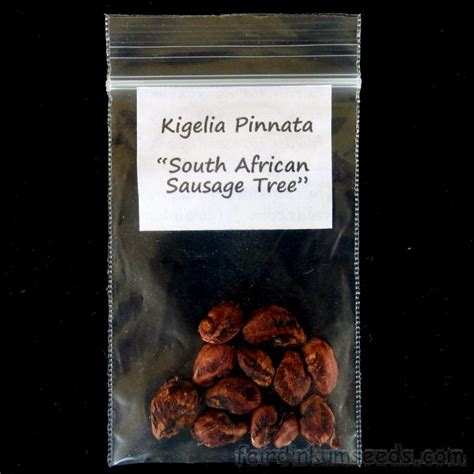 Sausage Tree Kigelia Africana Pinnata Seeds Fair Dinkum Seeds