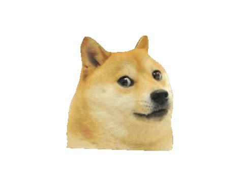 Jimmyfungus The Best Of Doge The Absolute Best Of The Shibe Doge