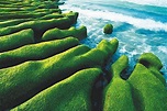 絕美北海岸 老梅石槽綠了 | 生活 - 絕美北海岸 老梅石槽綠了 - 青年日報
