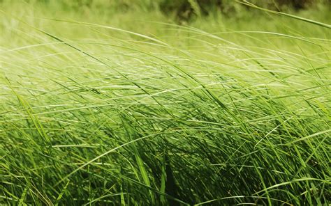 Free Photo Green Tall Grass Close Up Color Field Free Download