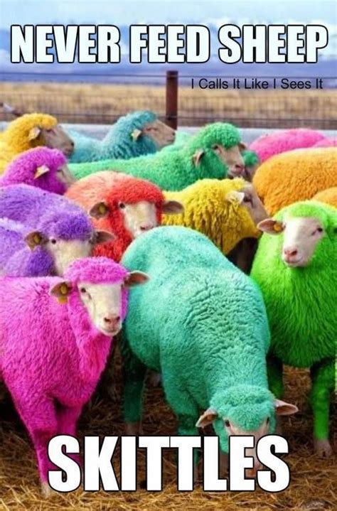 Sheep Humor Never Feed Sheep Skittles But Their Wool Would Make